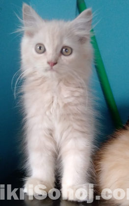 Persian cat